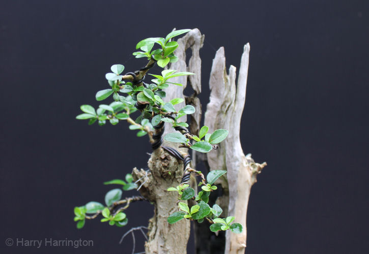 privet bonsai